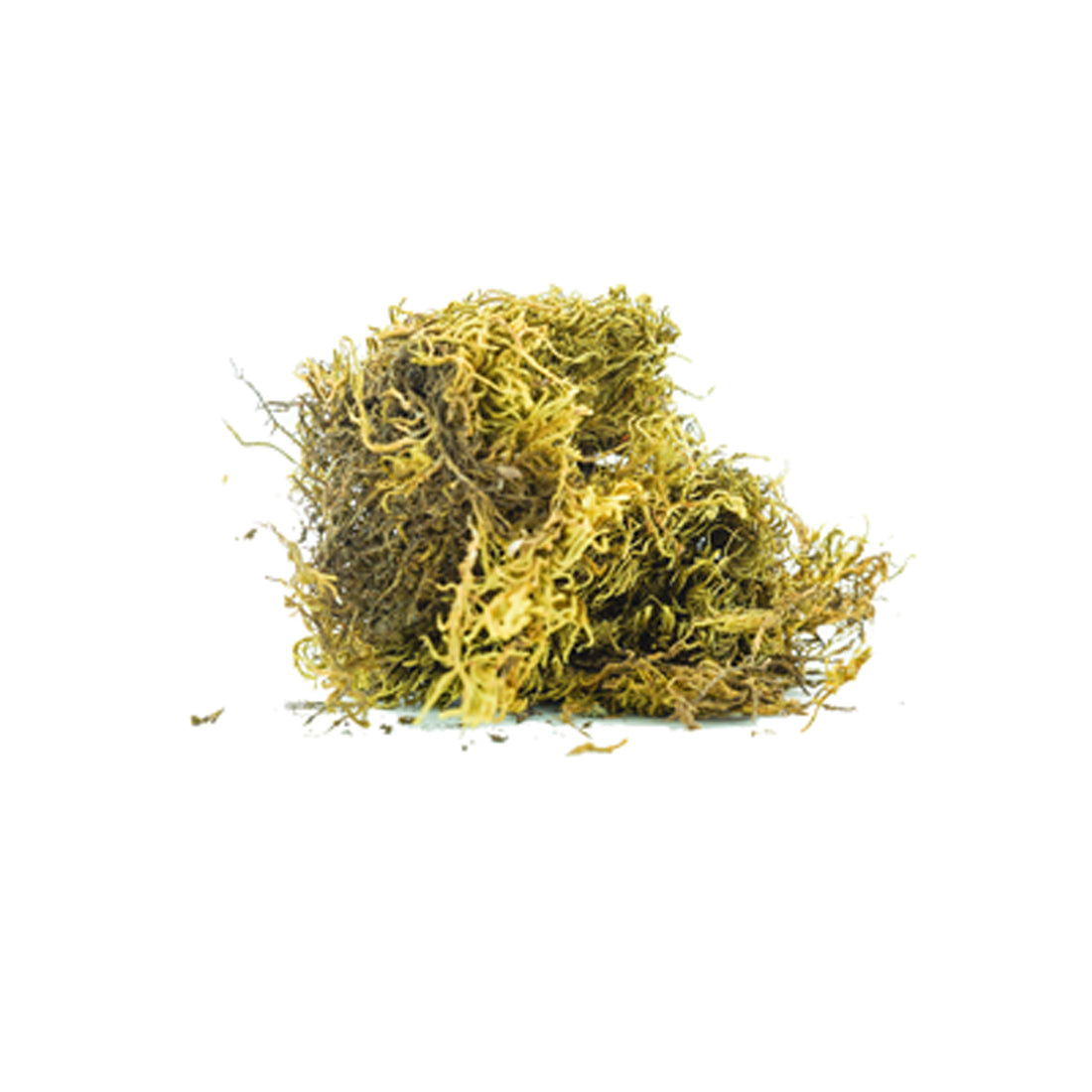 عشبة السنبلة