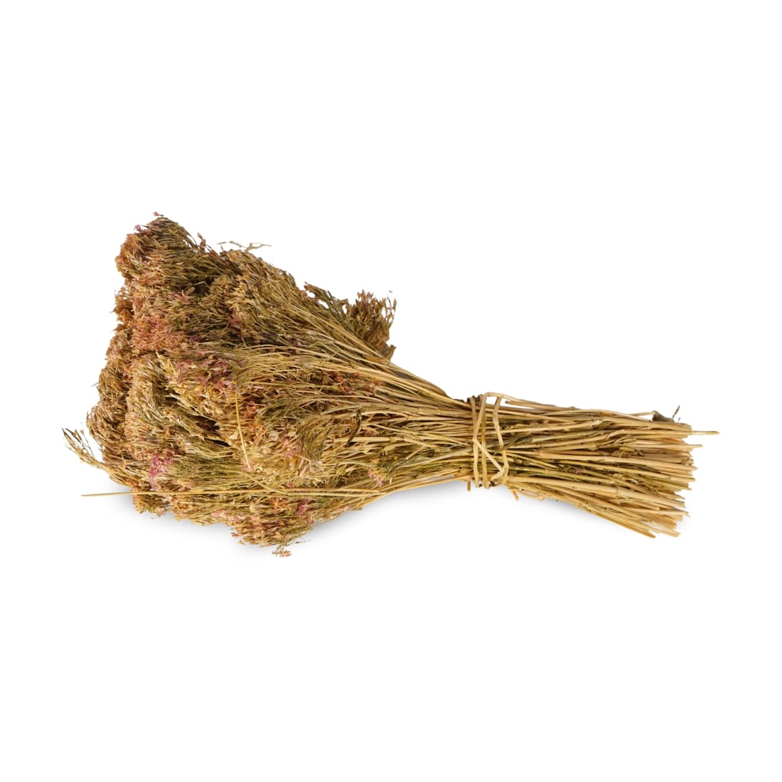 عشبة كصة حية