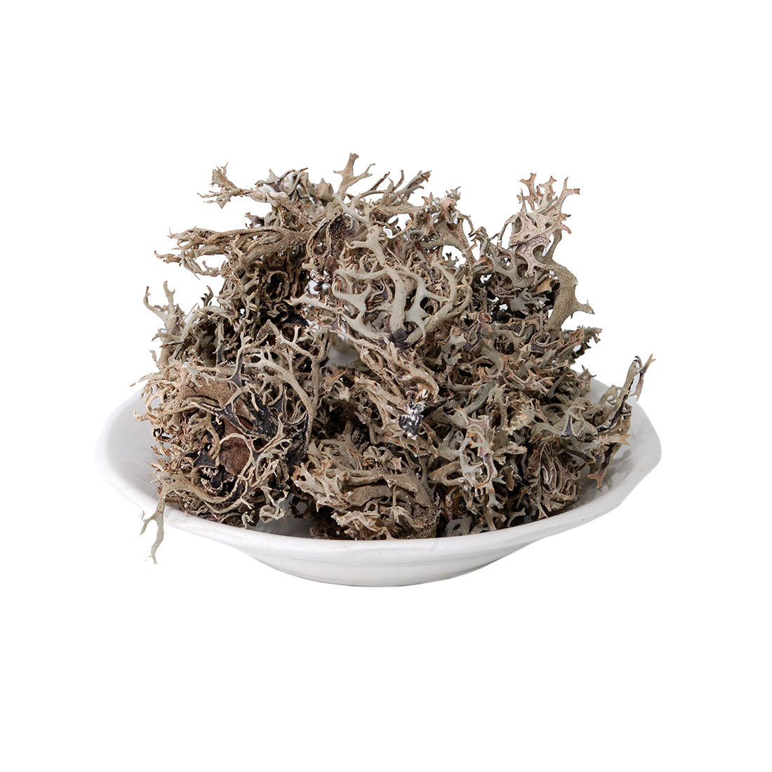 عشبة شيخ الربيع