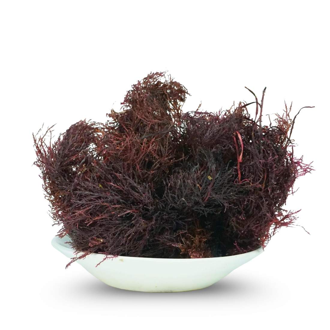 الطحالب الحمراء